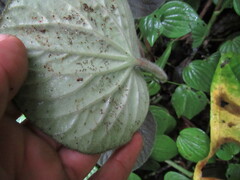 Peperomia pubirhachis