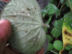 Peperomia pubirhachis