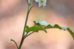 Lucullia flavovittata