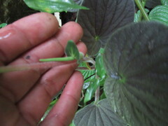 Peperomia pubirhachis