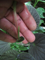 Peperomia pubirhachis