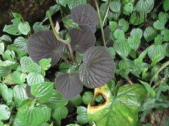 Peperomia pubirhachis