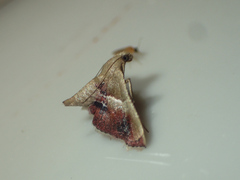 Endotricha repandalis