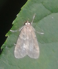 Scoparia subfusca