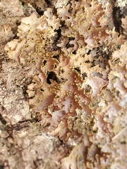 Pseudocyphellaria hawaiiensis