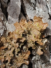 Pseudocyphellaria hawaiiensis