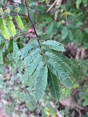 Mimosa bimucronata