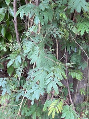 Mimosa bimucronata