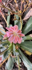 Lewisia