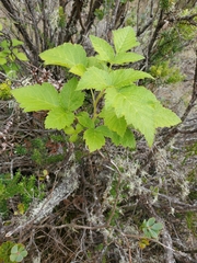 Rubus hawaiensis