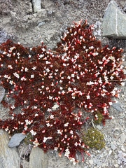 Epilobium tasmanicum