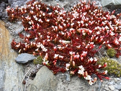 Epilobium tasmanicum