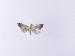 Glaucocharis harmonica