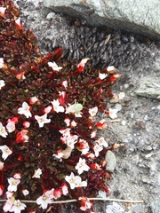 Epilobium tasmanicum