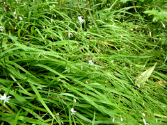 Arthropodium candidum