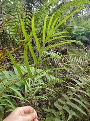 Pteris cretica