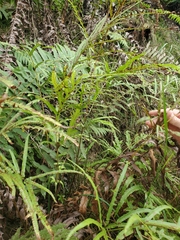 Pteris cretica