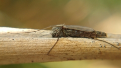 Chironomidae