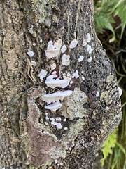Earliella