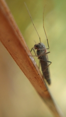 Chironomidae