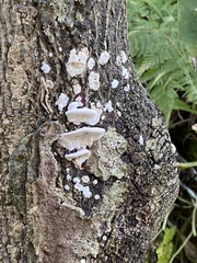 Earliella