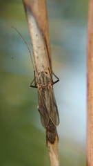 Chironomidae