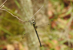 Micromidia atrifrons