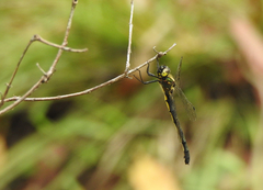 Micromidia atrifrons