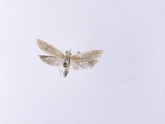 Bactra noteraula