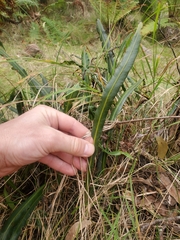 Elaphoglossum wawrae
