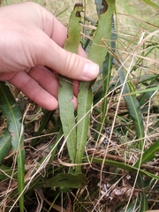Elaphoglossum wawrae