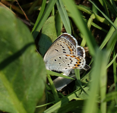 Plebejus idas cleobis