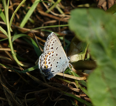 Plebejus idas cleobis