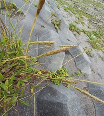 Ischaemum anthephoroides