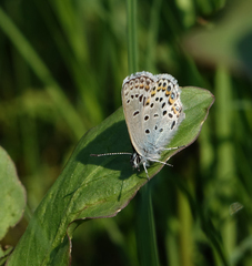 Plebejus idas cleobis