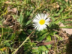 Brachyscome decipiens