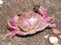 Danielethus crenulatus