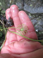Hydrocotyle humboldtii