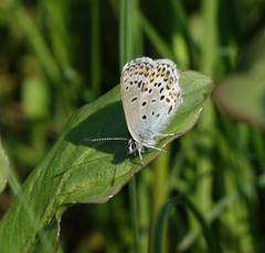 Plebejus idas cleobis