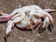 Danielethus crenulatus