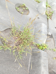 Ischaemum anthephoroides