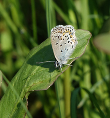 Plebejus idas cleobis