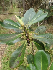 Myrsine lessertiana