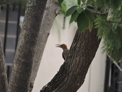 Melanerpes aurifrons