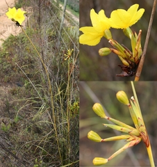 Bobartia longicyma