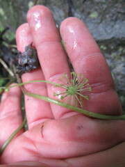 Hydrocotyle humboldtii