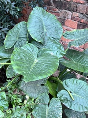 Alocasia macrorrhizos