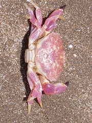 Danielethus crenulatus