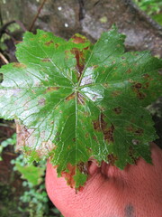 Hydrocotyle humboldtii
