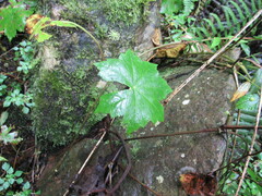 Hydrocotyle humboldtii